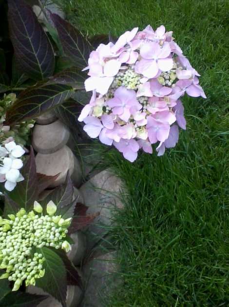 Kwiat hortensji puzzle ze zdjęcia