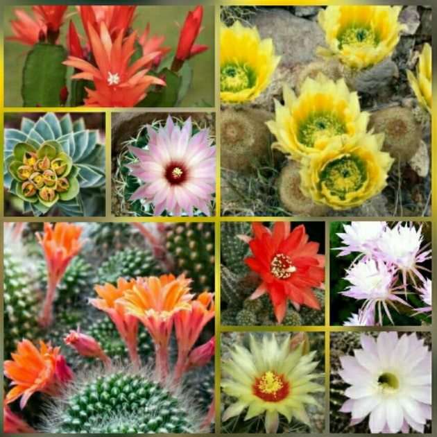 Kaktusiki puzzle online