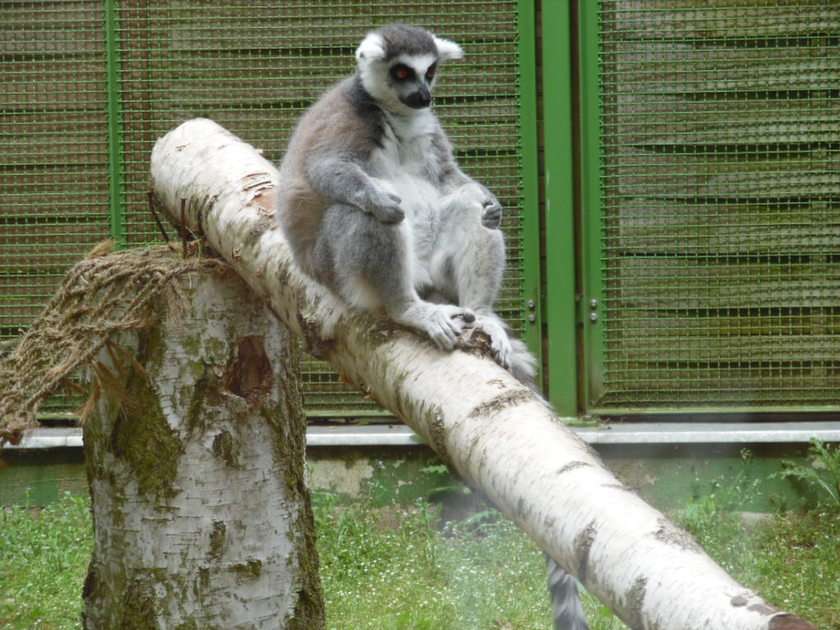 Lemur puzzle online