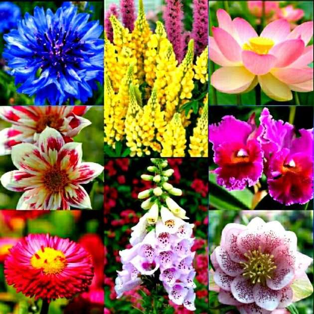 Kwiatki puzzle online ze zdjęcia
