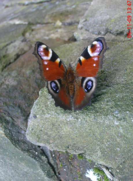 Motyl puzzle online ze zdjęcia