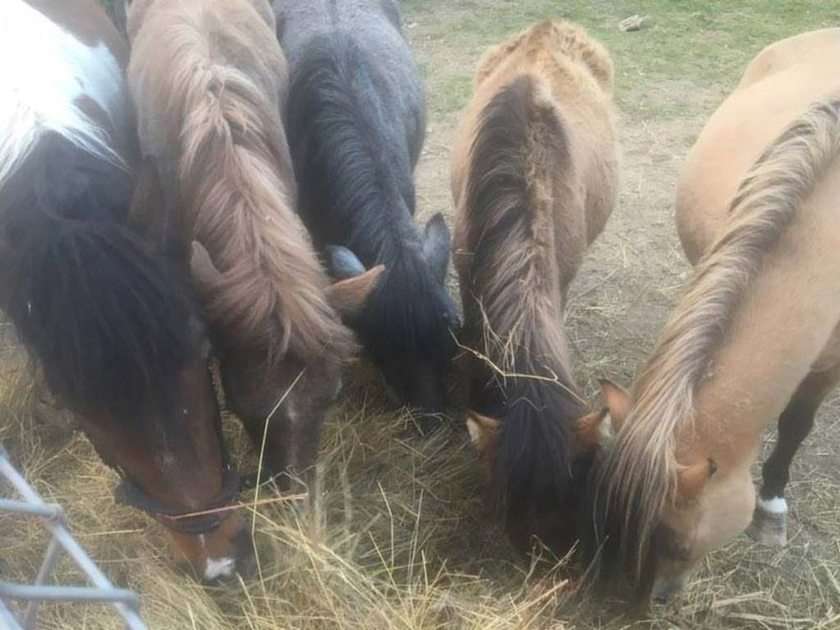 konie i jedzenie puzzle online