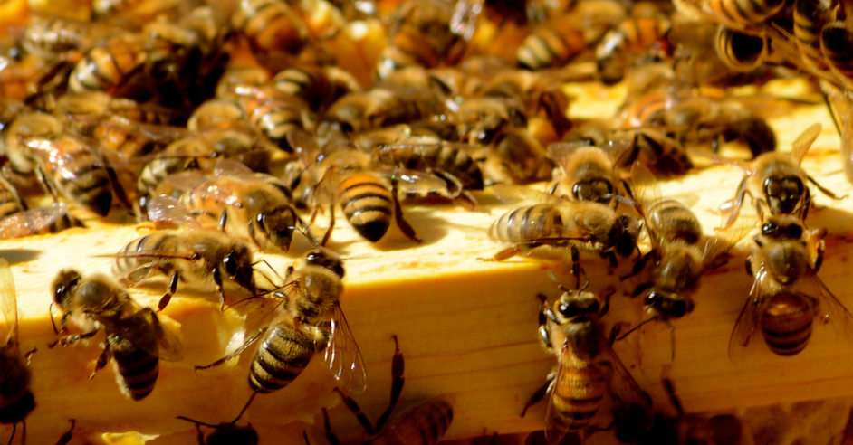 pszczoły puzzle ze zdjęcia