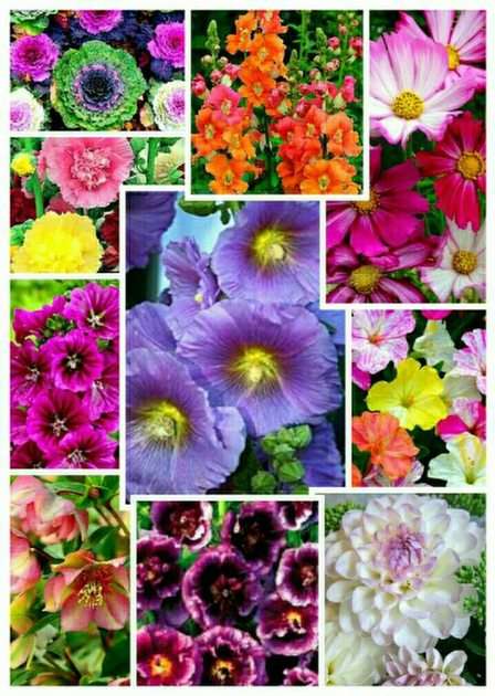 kwiatki puzzle online ze zdjęcia