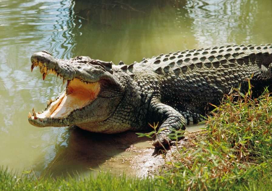 krokodyl puzzle online ze zdjęcia