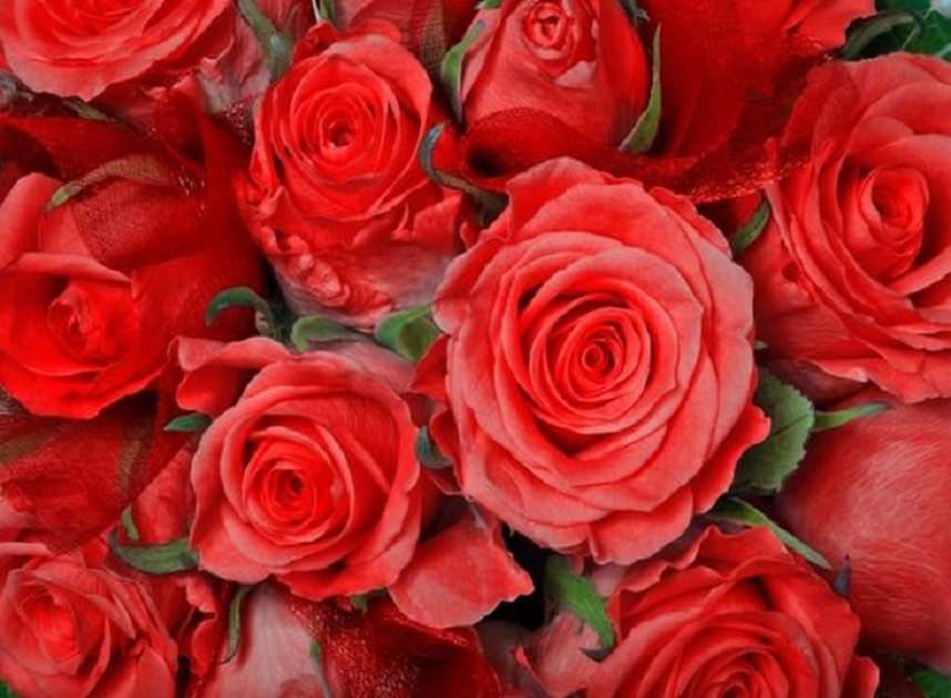 Róże puzzle online ze zdjęcia