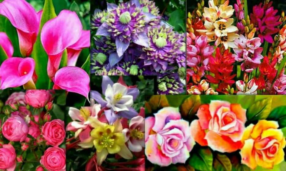 kwiaty puzzle online