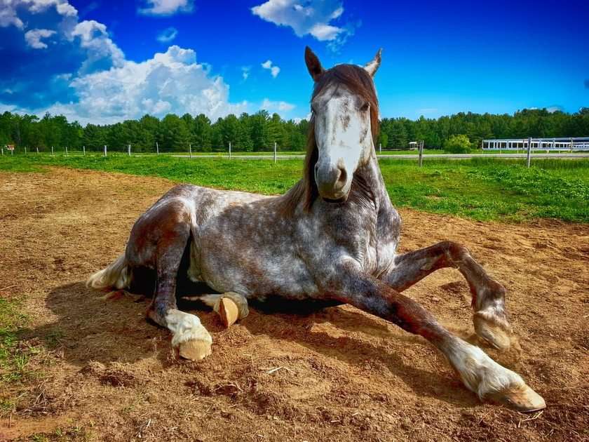 Piękny  koń puzzle online ze zdjęcia