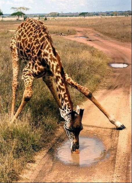 spragniona żyrafa puzzle online ze zdjęcia