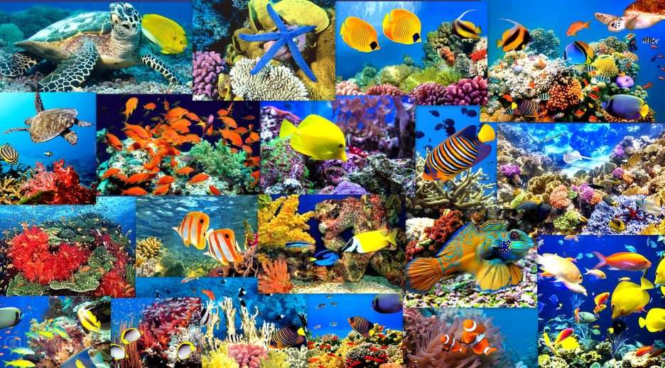 rafa koralowa puzzle online