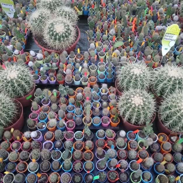 Kaktusy w sklepie w palmiarnia Wałbrzych puzzle online ze zdjęcia
