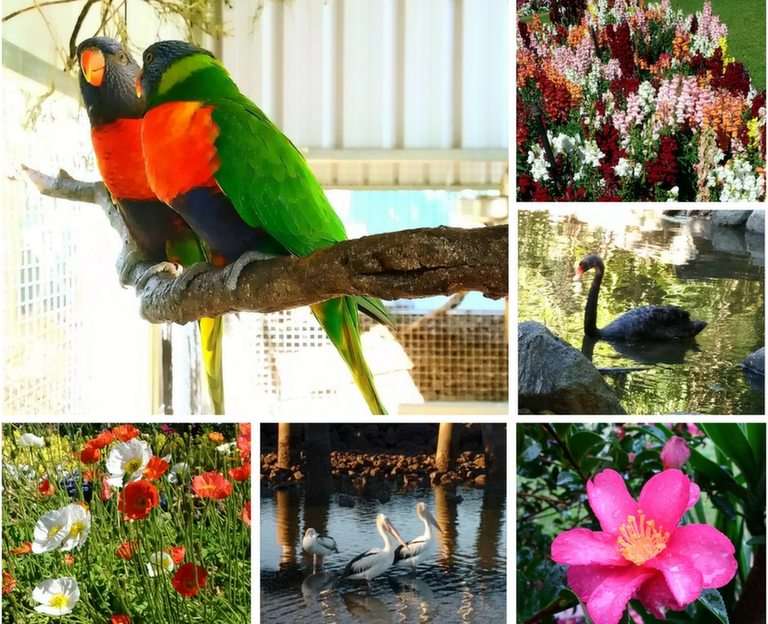 Ptaki i kwiaty puzzle online ze zdjęcia