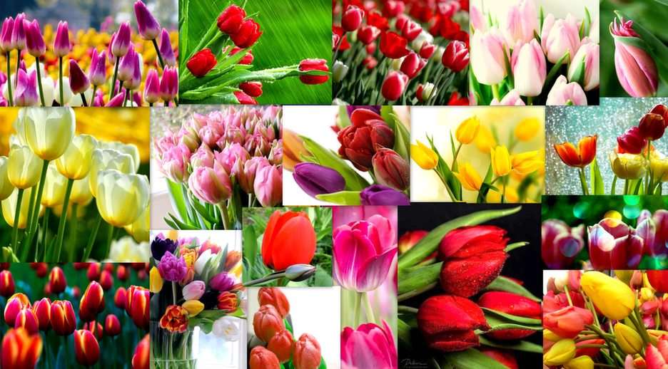 tulipany puzzle online ze zdjęcia