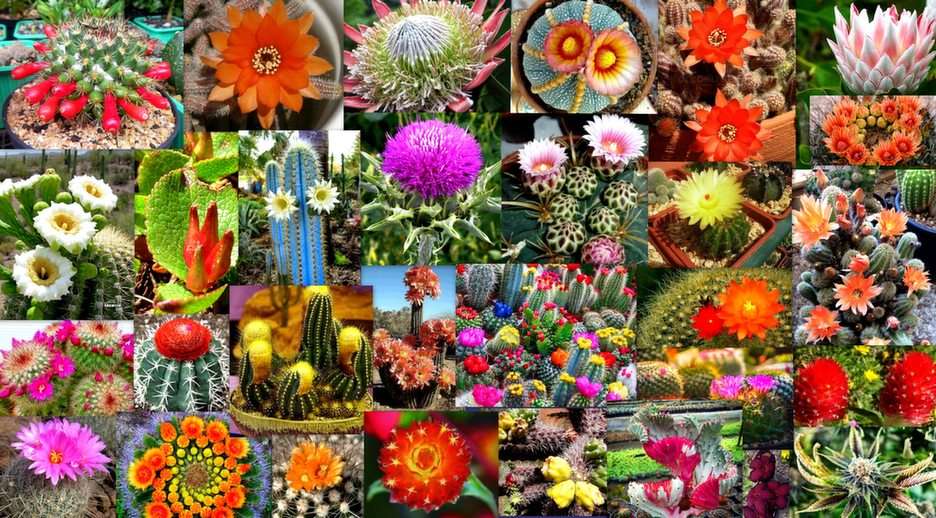 kwitnące kaktusy puzzle online ze zdjęcia