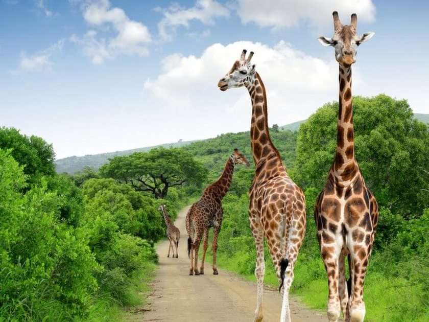 Żyrafy w puszczy puzzle online ze zdjęcia