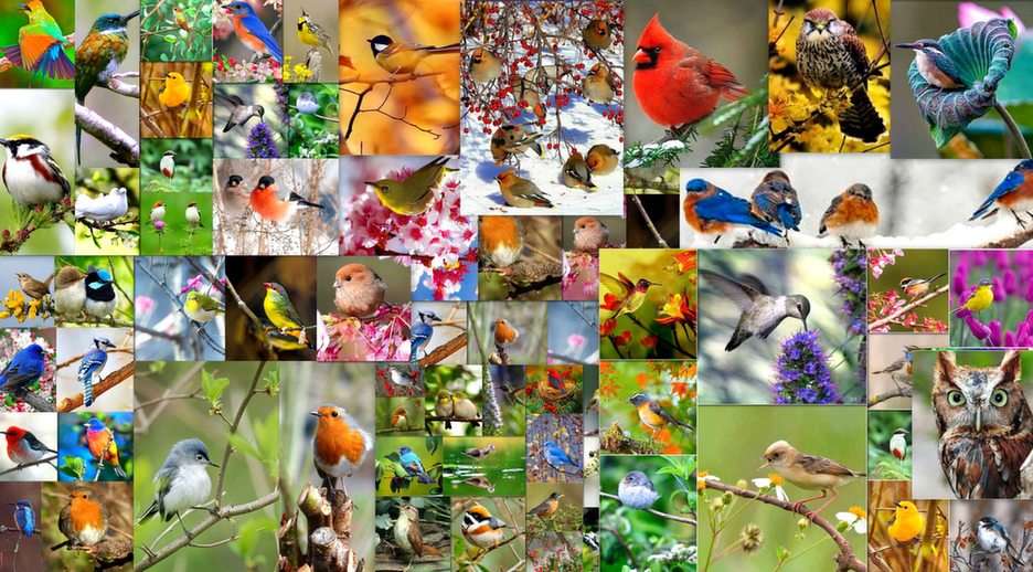 ptaki puzzle online ze zdjęcia