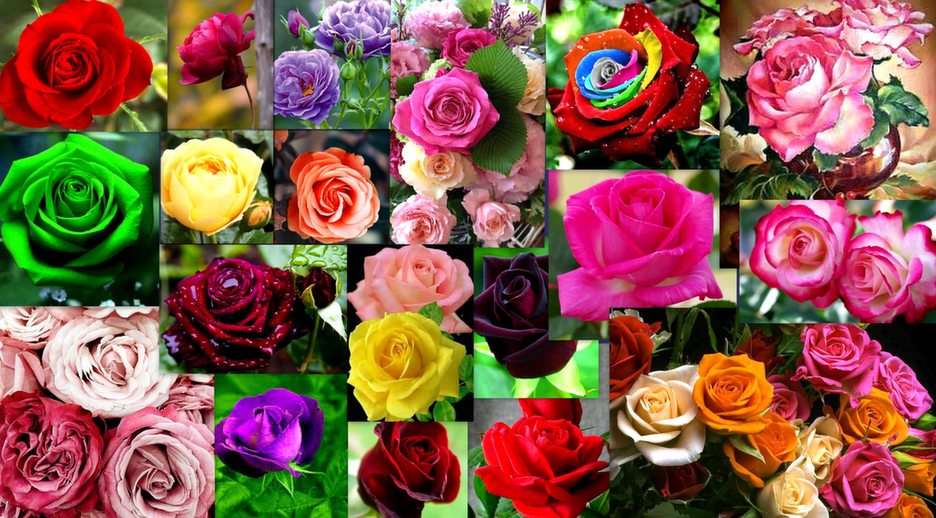 Róże puzzle online