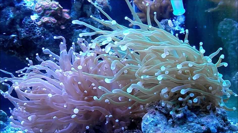 koral puzzle online ze zdjęcia