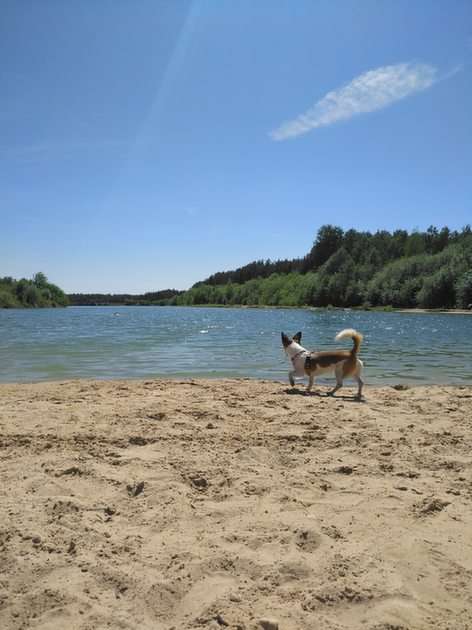 Plaża i pies puzzle online ze zdjęcia