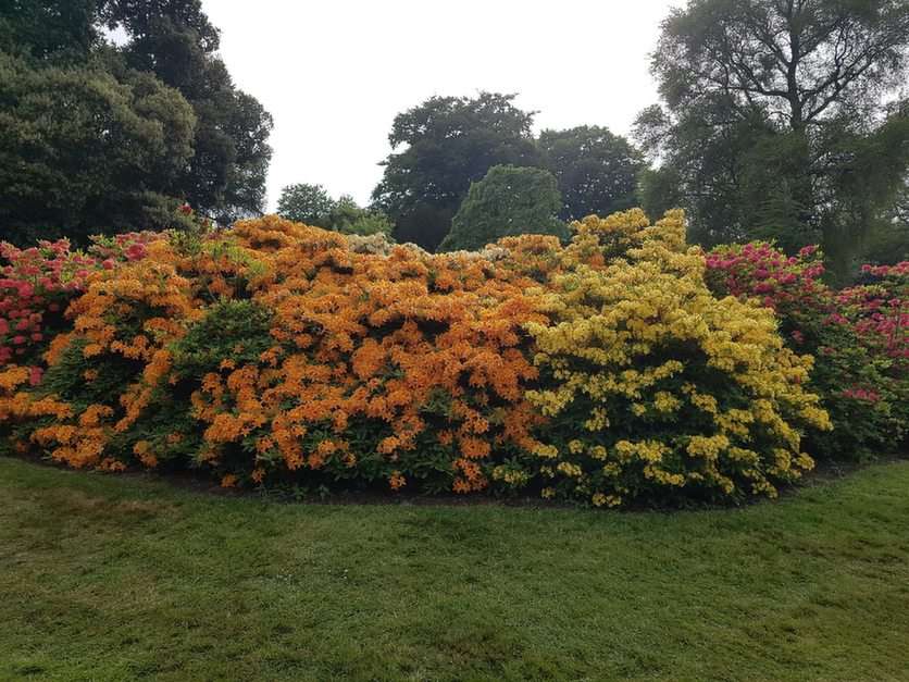 ogród botaniczny w Edynburgu - 7 puzzle online