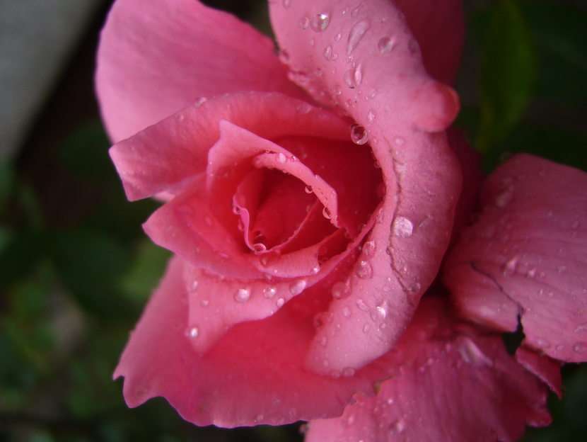 Różowa róża z kroplami rosy puzzle