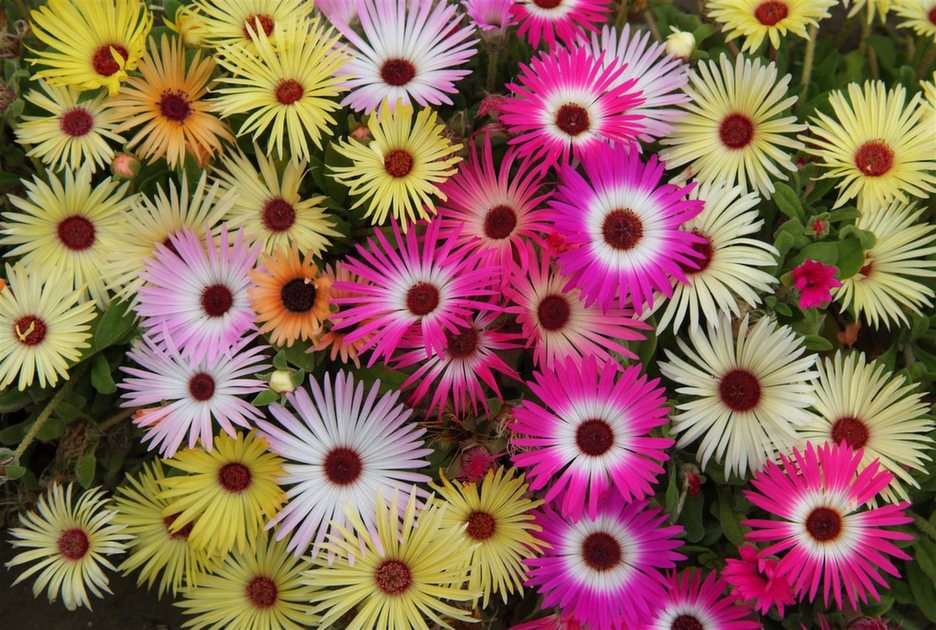 Blumen puzzle ze zdjęcia