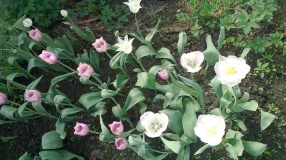 Tulipany Selishche puzzle online ze zdjęcia