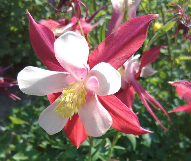 kwiat orlik puzzle online ze zdjęcia