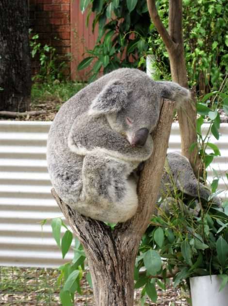 Sleepy Koala puzzle online