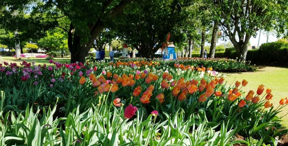 Ogród tulipanów, Laurel Bank Park, Toowoomba, QLD puzzle online ze zdjęcia