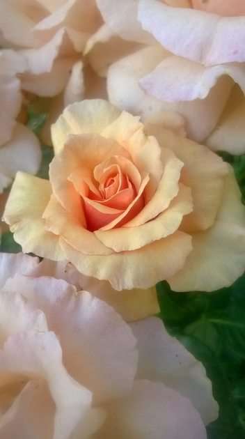 kwiat róży puzzle online