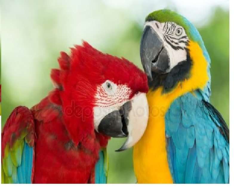 papuga puzzle online ze zdjęcia