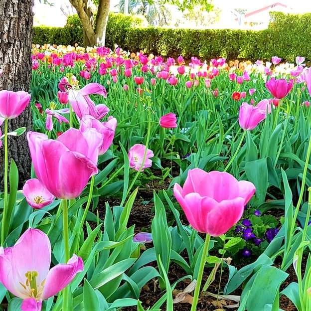 Tulip Garden, Toowoomba puzzle online ze zdjęcia