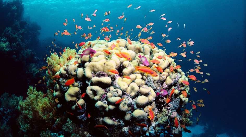 Wielka Rafa Koralowa puzzle ze zdjęcia