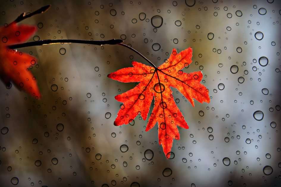 Jesienny liść puzzle online ze zdjęcia