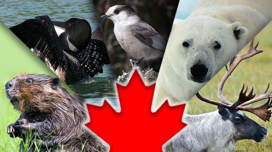 Canadian Animals puzzle online