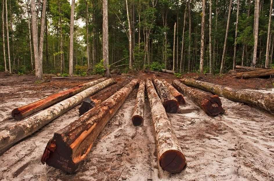 Wylesianie w Amazonii puzzle online ze zdjęcia