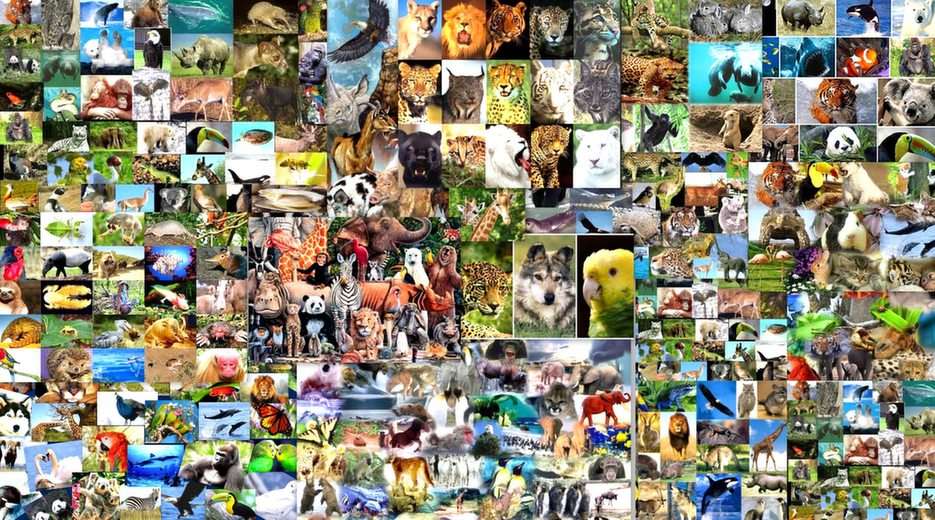 zoo-collage puzzle ze zdjęcia