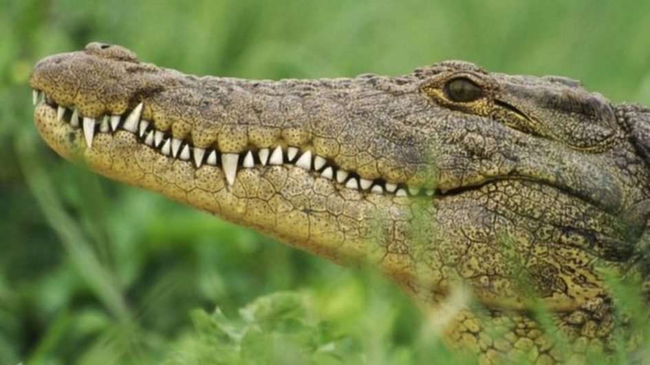 Krokodyl dla dzieci puzzle