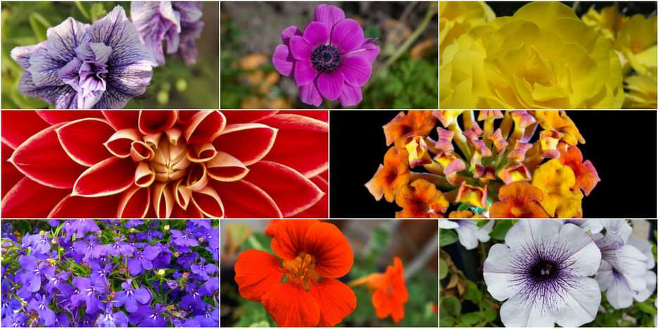 Kwiaty puzzle online