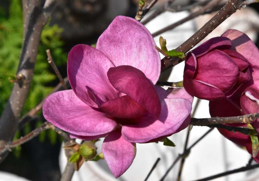 Magnolia puzzle online ze zdjęcia