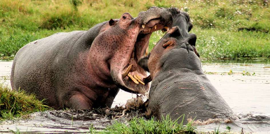 sportowe hipopotamy puzzle