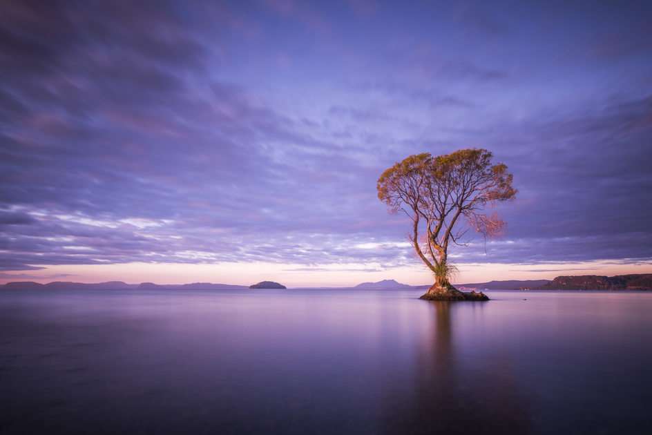 Jedno drzewo nad jeziorem puzzle online ze zdjęcia