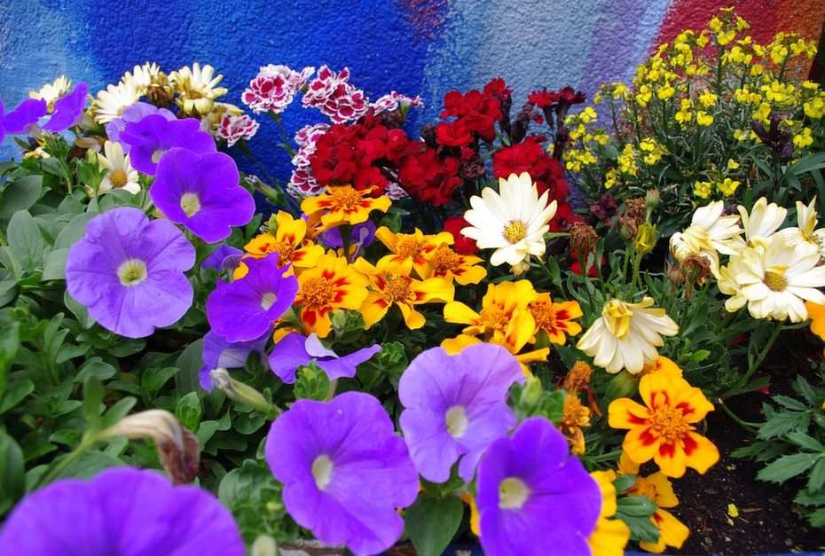Blumen puzzle online ze zdjęcia