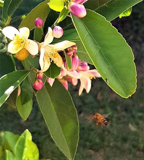 Kwiaty pszczoły i cytryny puzzle online