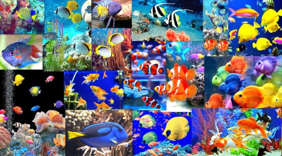 kolorowe rybki puzzle online ze zdjęcia