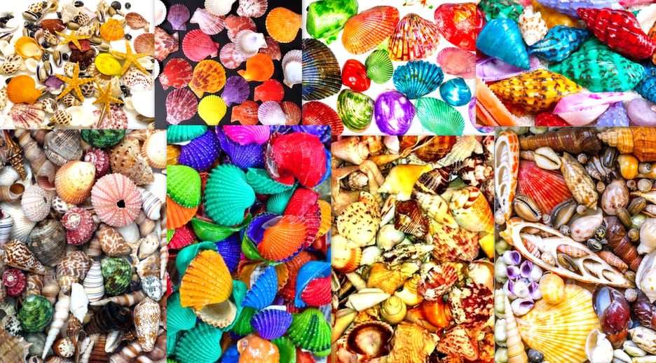 kolorowe muszelki puzzle online ze zdjęcia