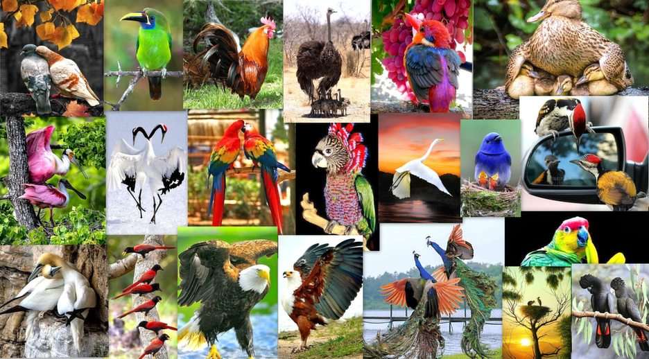 piękne ptaki puzzle online