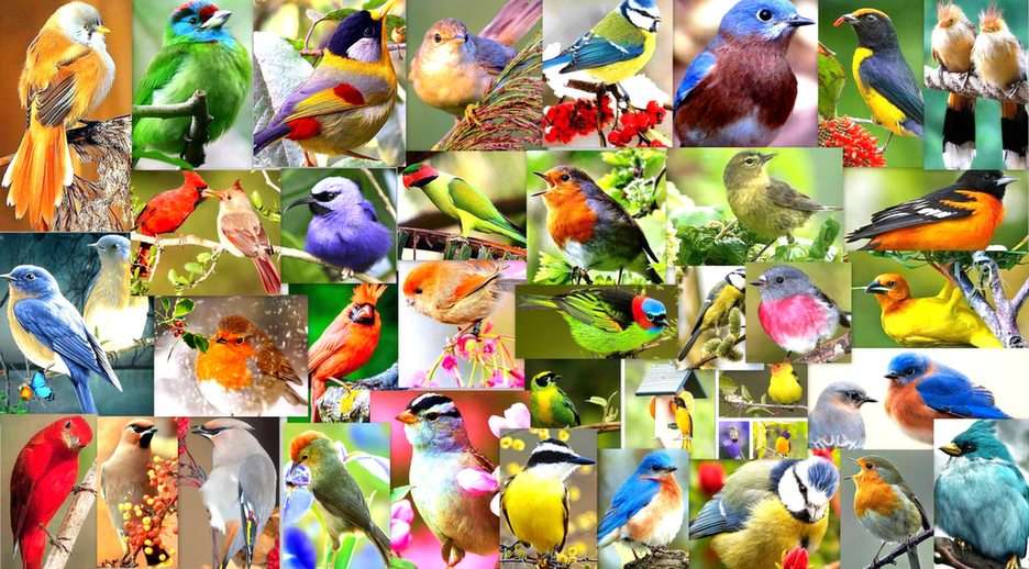 kolorowe ptaki puzzle online