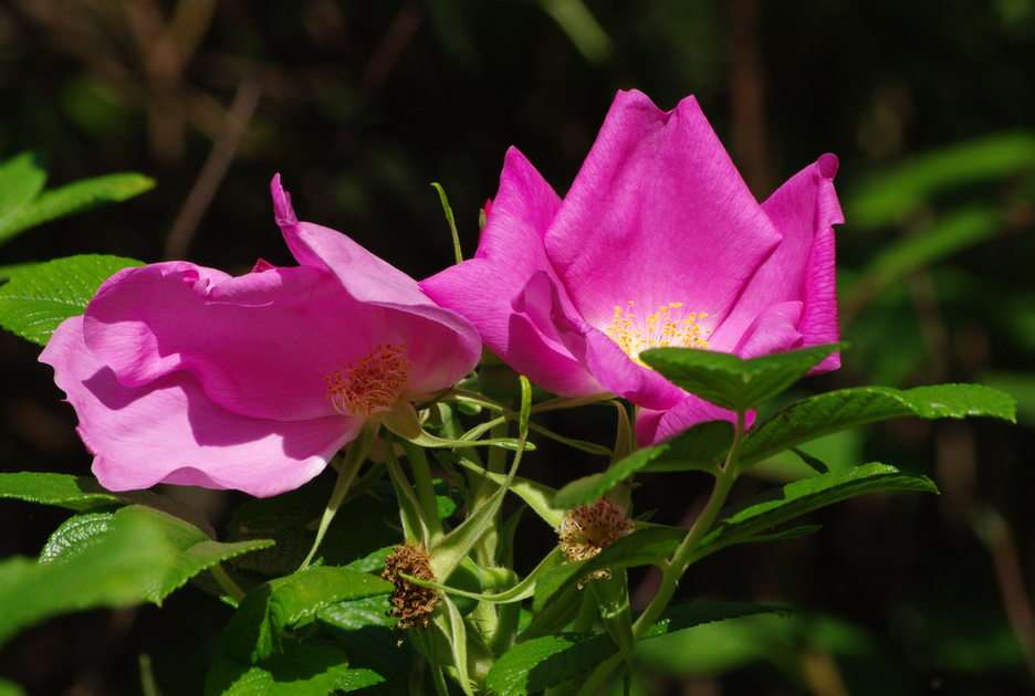 Kwiat dzikiej róży puzzle online